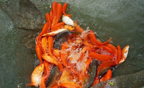 Cúng ông Táo như thế nào cho đúng? ảnh 2