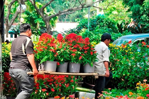 Đường phố Sài Gòn ngập hoa, nhộn nhịp không khí Tết ảnh 6