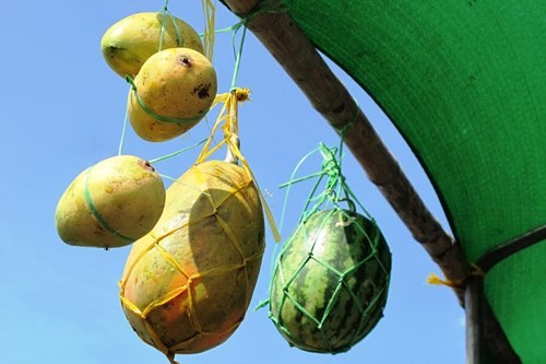 Dưa hấu khắc chữ thư pháp bán ngập đường phố Cà Mau ảnh 4