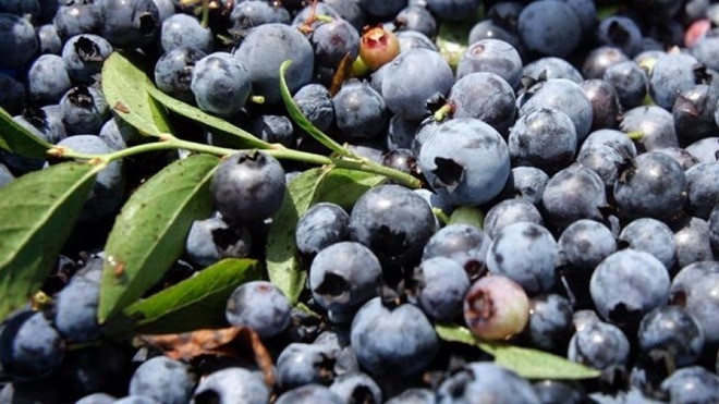 Các thực phẩm có thể ngăn chặn cảm cúm ảnh 1