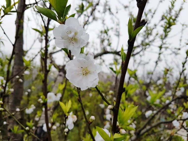 Có một thiên đường hoa đào xứ Bắc nhất định phải đến ảnh 7