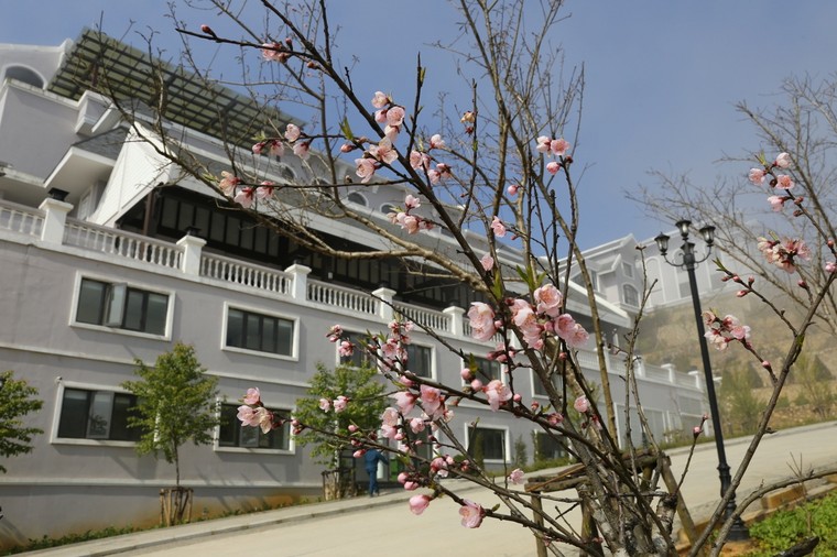 Có một thiên đường hoa đào xứ Bắc nhất định phải đến ảnh 6