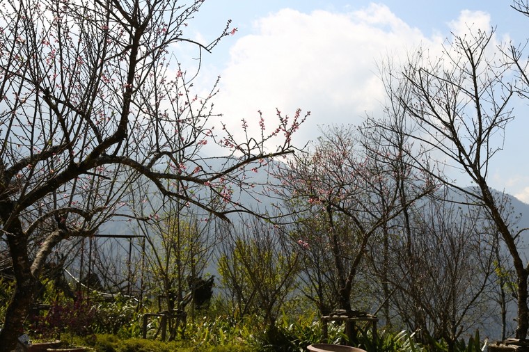 Có một thiên đường hoa đào xứ Bắc nhất định phải đến ảnh 5