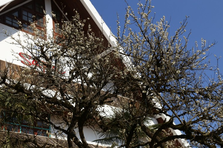 Có một thiên đường hoa đào xứ Bắc nhất định phải đến ảnh 3