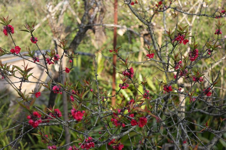 Có một thiên đường hoa đào xứ Bắc nhất định phải đến ảnh 2