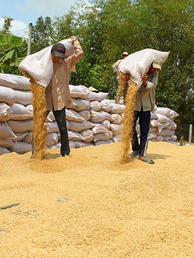 Thủ tướng: Bỏ tư duy sản xuất lúa gạo chạy theo sản lượng ảnh 1