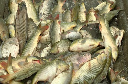6 tấn cá nuôi ở Lào Cai chết sau khi lấy nước ở suối vào ao ảnh 1