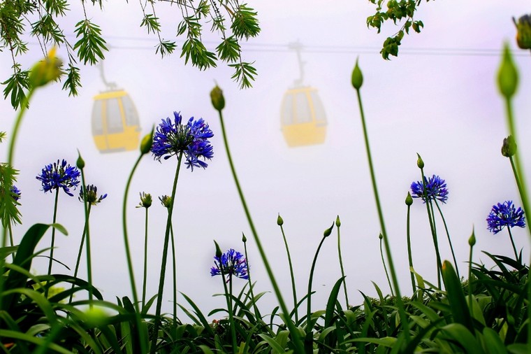 Bà Nà Hills: Thiên đường hoa trong mây ảnh 4