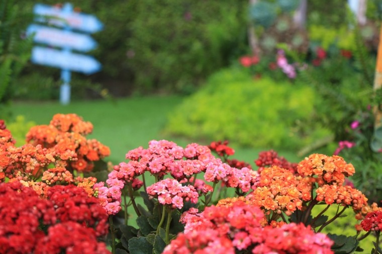 Bà Nà Hills: Thiên đường hoa trong mây ảnh 7