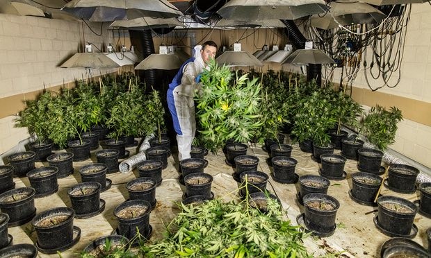 Trẻ em Việt Nam bị ép làm nô lệ trồng cần sa ở Anh ảnh 1