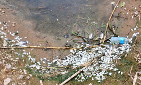 Cá tự nhiên chết hàng loạt tại khe Đá Mài ảnh 1