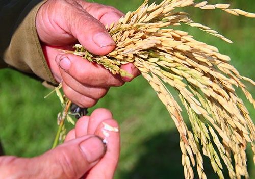 Hơn 200 ha lúa ở Hà Tĩnh nguy cơ mất trắng ảnh 1