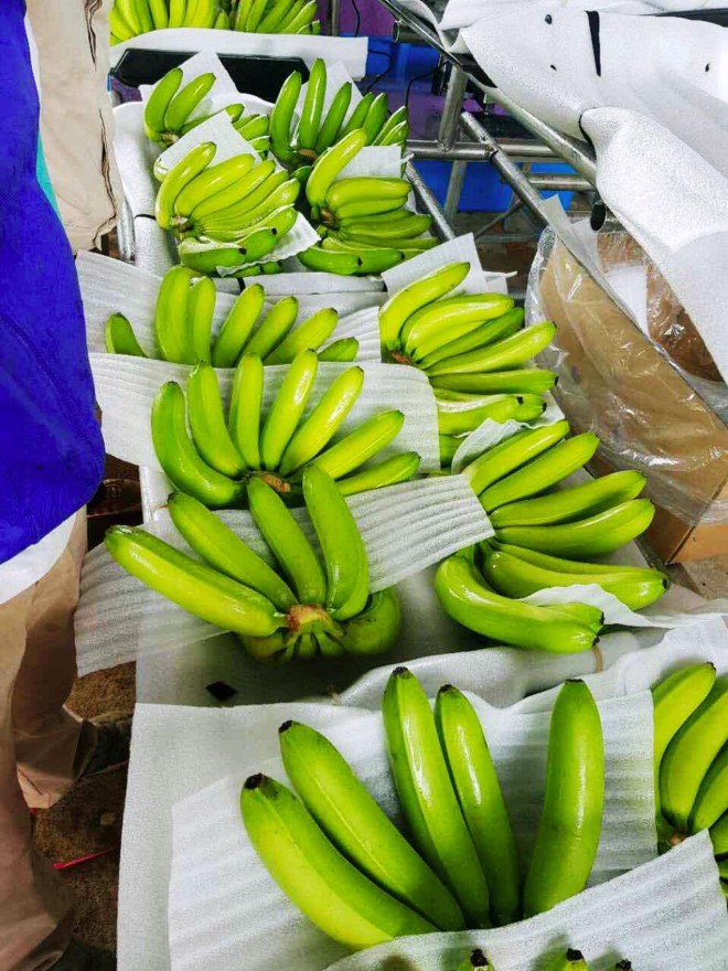 Bầu Đức thu hoạch vụ chuối đầu tiên xuất sang Trung Quốc ảnh 1