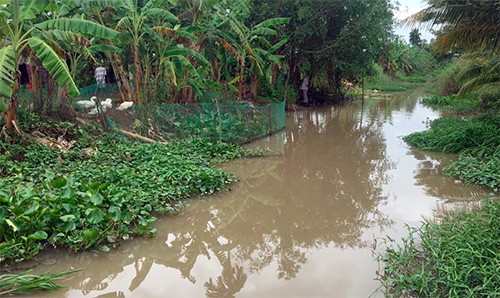 Người dân miền Tây vây bắt cá sấu dưới kênh ảnh 1