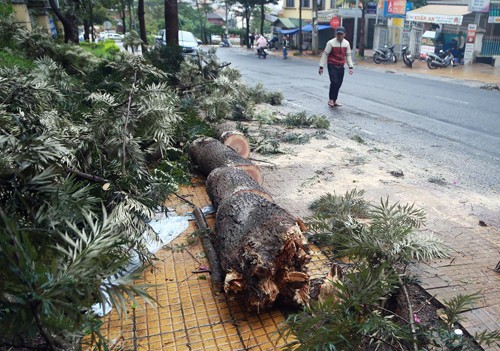  Hàng loạt cây xanh ở Đà Lạt đổ, hai người bị thương ảnh 1