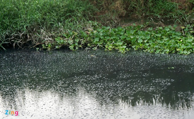 Nhiều tuyến kênh gần khu công nghiệp ở Sóc Trăng ô nhiễm nặng ảnh 1