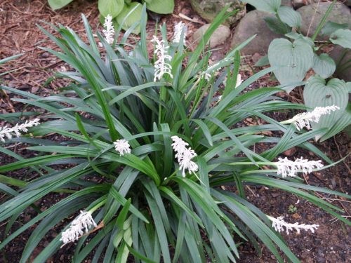 2 loại cây cỏ giúp phòng tránh nhồi máu cơ tim ảnh 1