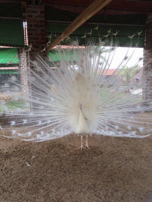 Đại gia chi bạo mua chim Công chơi Tết ảnh 1