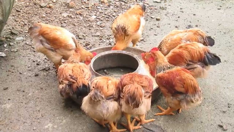 Vi khuẩn trong thịt gà có thể kháng lại thuốc kháng sinh ảnh 1