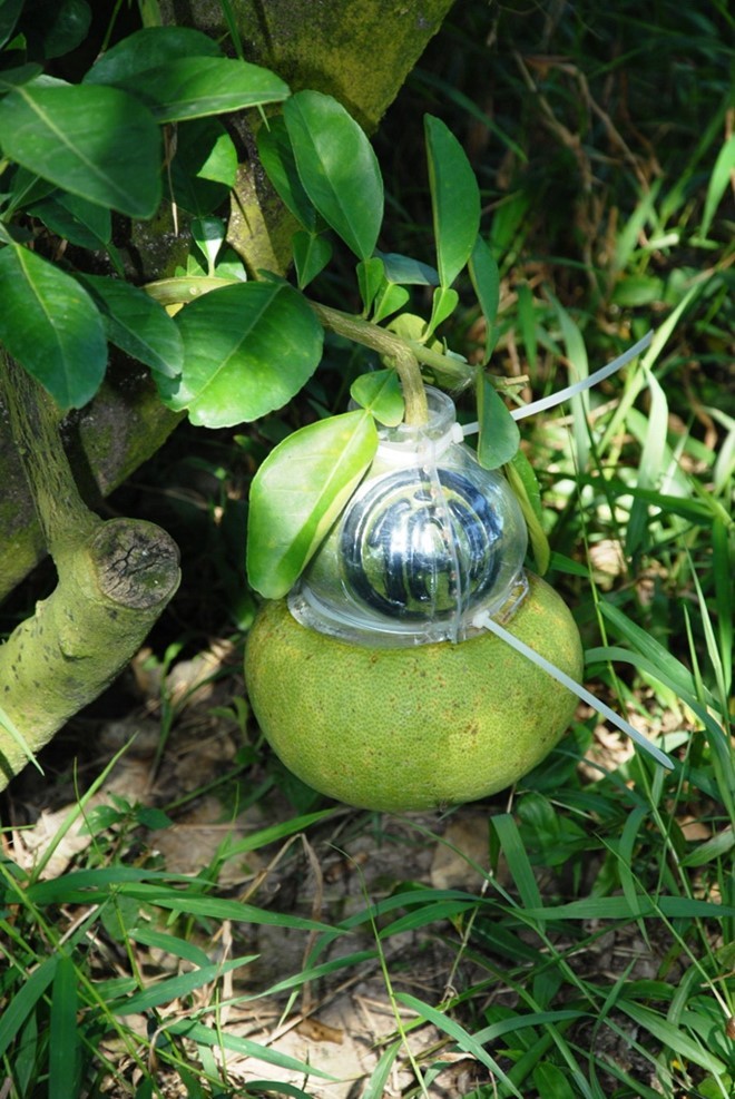 Bưởi hồ lô, dưa hấu thỏi vàng khan hàng dịp Tết ảnh 1