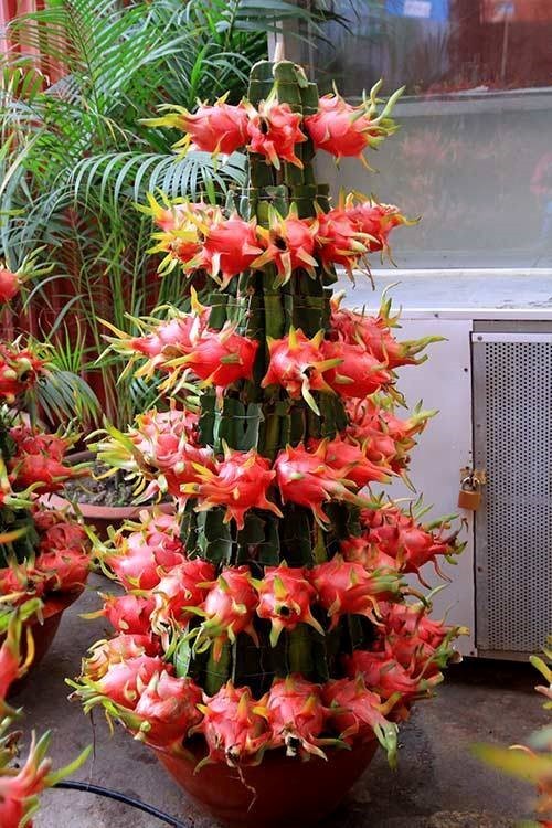 Thanh long cảnh giá rẻ, muốn mua phải đặt trước cả tháng ảnh 1