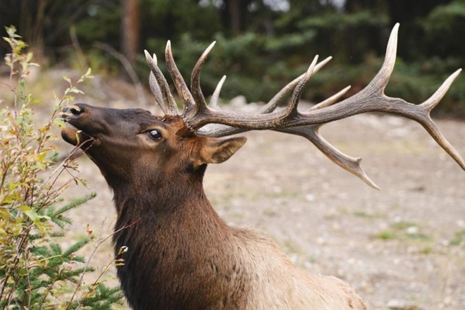Cả đàn nai sừng tấm chết do sụt băng khi uống nước ảnh 1