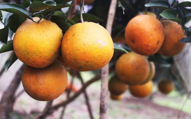 Thành triệu phú nhờ cam đặc sản được giá vụ Tết ảnh 1