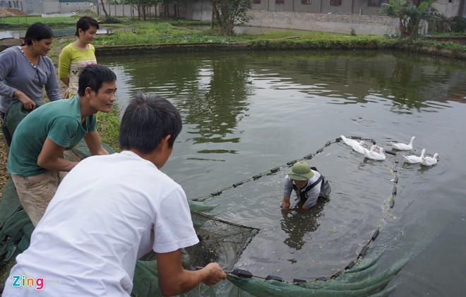 Lội bùn thu hoạch cá chép trước ngày ông Táo về trời ảnh 1