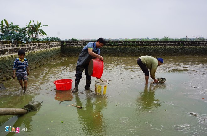 Lội bùn thu hoạch cá chép trước ngày ông Táo về trời ảnh 3