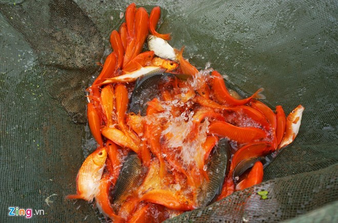 Lội bùn thu hoạch cá chép trước ngày ông Táo về trời ảnh 7