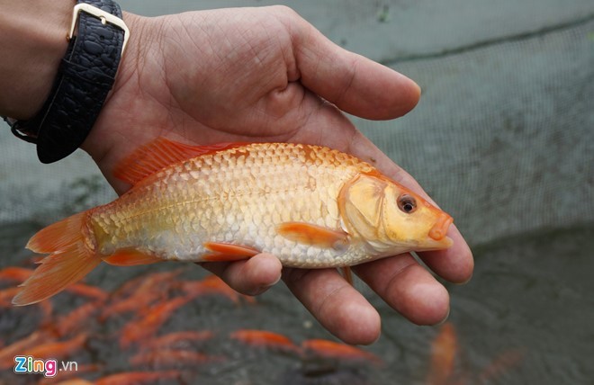 Lội bùn thu hoạch cá chép trước ngày ông Táo về trời ảnh 8
