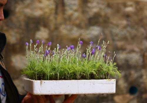 Độc đáo bonsai lavender chơi Tết ảnh 1