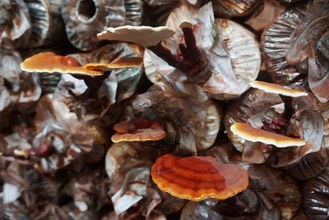 Giàu lên nhờ bỏ phố về quê nuôi nấm linh chi đỏ ảnh 1