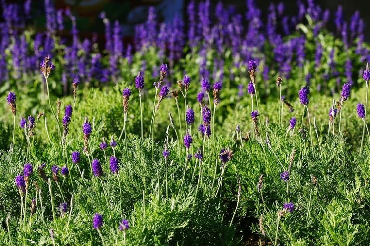 Lạc thiên đường muôn sắc hoa Sun World Ba Na Hills ảnh 2