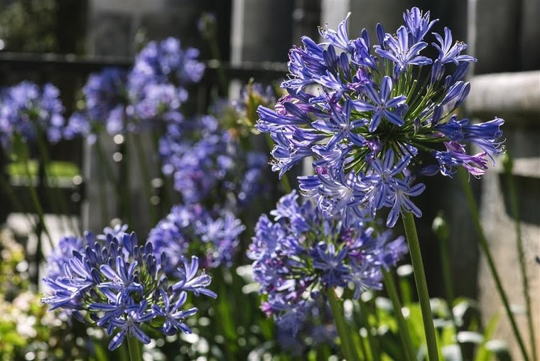 Lạc thiên đường muôn sắc hoa Sun World Ba Na Hills ảnh 3