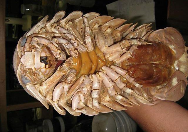 Bọ biển khổng lồ 4 triệu/con: Món nhậu lạ của dân Hà thành ảnh 1