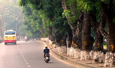 Hà Nội chặt hạ, thay thế 4.000 cây xà cừ: Cây sắp hết tuổi, làm xấu phố phường? ảnh 1