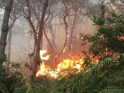 Rừng phòng hộ ở Sóc Sơn cháy suốt 8 giờ ảnh 1