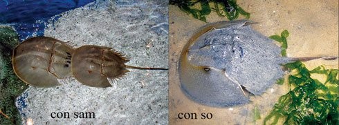 Tránh xa những loại hải sản có lượng độc tố cao gây chết người ảnh 1