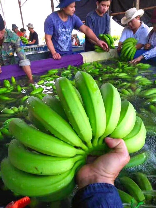 Bầu Đức thu hoạch lứa chuối đầu tiên tại Campuchia ảnh 1