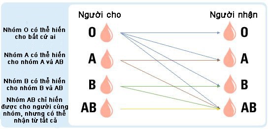 Tại sao AB là nhóm máu hiếm nhất thế giới? ảnh 1