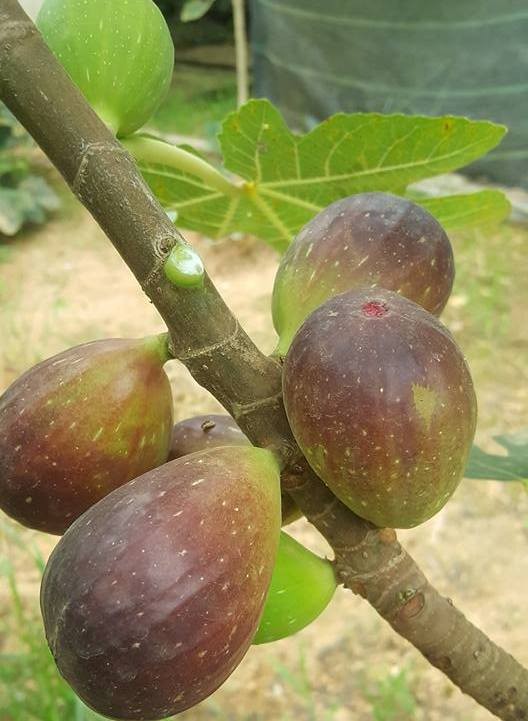 Quả sung to như trứng vịt ăn ngọt mát khiến chị em săn tìm ảnh 1