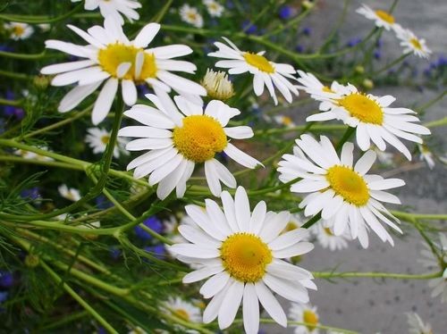 Đông y chữa stress ra sao? ảnh 2