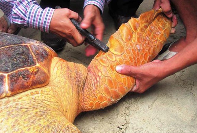 Quảng Trị: Rùa biển quý hiếm mắc lưới ngư dân ảnh 2