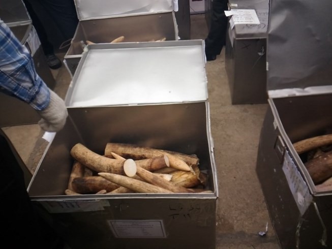 Đánh tráo 150 kg ngà voi: Cán bộ bị khởi tố, lãnh đạo bị kiểm điểm ảnh 1