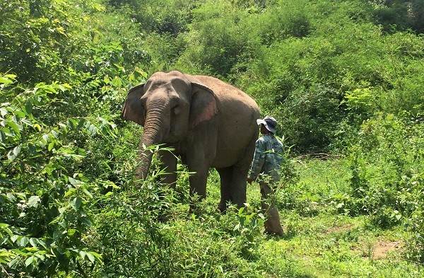 Voi nhà đầu tiên sắp chào đời ở Đắk Lắk sau 20 năm ảnh 1