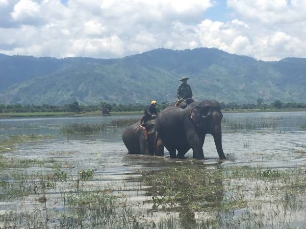 Voi nhà đầu tiên sắp chào đời ở Đắk Lắk sau 20 năm ảnh 3