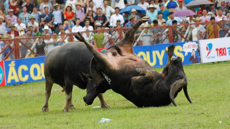 Ngày mai diễn ra Vòng Chung kết Lễ hội Chọi trâu Đồ Sơn ảnh 1