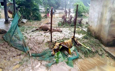 Yên Bái mất trắng 120 tỷ đồng do mưa lũ ảnh 2