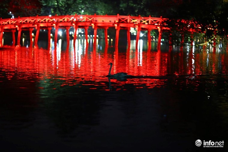 Bầy thiên nga thả thử nghiệm trên hồ Gươm nhanh chóng 'chuyển nhà' ảnh 6